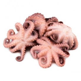[Frozen] Raw I.Q.F Cleaned Baby Octopus 20/40 1kg (800g net)