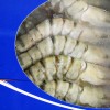 [Frozen] Gold Ribbon Black Tiger Prawns H/on 16/20 1kg (700g net)