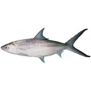[Frozen] Milk Fish - Whole 300-500g 2.5kg