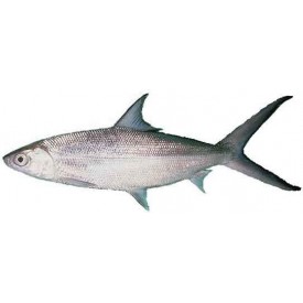 [Frozen] Milk Fish - Whole 300-500g 2.5kg