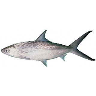 [Frozen] Milk Fish - Whole 300-500g 2.5kg