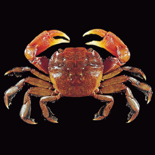 [Frozen] KIM SON Baby Rice Crab 500g