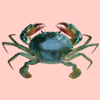 [Frozen] KIM SON Freshwater Crab 500g
