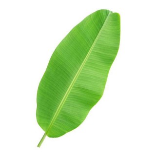 [Frozen] Banana Leaves 454g